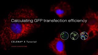 Calculating GFP transfection efficiency [upl. by Aiak27]