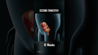 Fetal Development 0  40 Weeks of Pregnancy [upl. by Malinde]