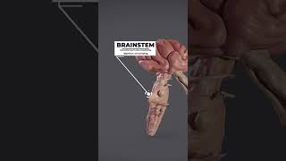 Parts of brain Part 1 brain medical [upl. by Balthasar]