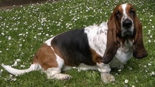 Basset Hound and Paddling Pool [upl. by Ellene249]