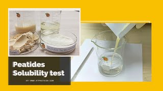 Peatides solubility experiment Instant pea protein hydrolysed pea protein 2022 [upl. by Ulric]