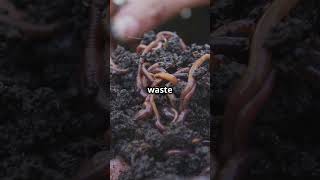 Earthworms Nature’s Tiny Soil Engineers 🪱  facts shorts earthworm [upl. by Adelbert]