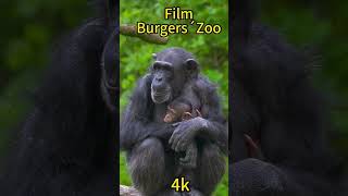 Film Burgers  Zoo [upl. by Llertnom]