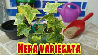 Como plantar Hera [upl. by Margalit]