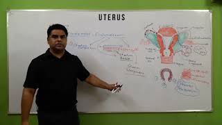 uterus in hindi  layers of uterus  गर्भाशय  uterus anatomy  cervix  female reproductive system [upl. by Acinom]