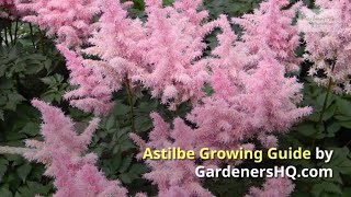 Astilbe Growing Guide by GardenersHQ [upl. by Aphra]