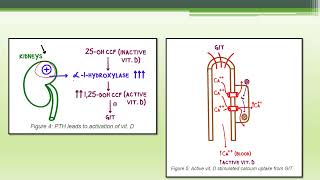 Systemic Pathology Parathyroid physiology Hyperparathyroidism Pathophysiology [upl. by Behnken]