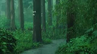 Listen to the rain on the forest path relax reduce anxiety and sleep deeply [upl. by Atirac277]