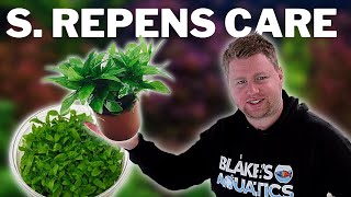 How to Grow and Propagate S Repens  Staurogyne Repens [upl. by Jentoft]