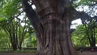 ➨Bosque y balneario Escolastica ☛【Pedro Escobedo  Queretaro Mexico】 PedroEscobedo PedroEscobedo [upl. by Yzzik]