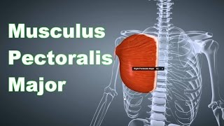 M Pectoralis Major Ansatz Urpsrung Funktion Körperübung Dehnungsübung BLizenz Prüfung [upl. by Eiramnerual]