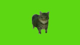 oo ee a e a Cat Green Screen [upl. by Lien]