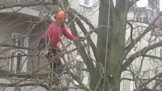 Baumschnitt eines 15 Meter hohen Kastanienbaum in Berlin Steglitz Germany [upl. by Siulesoj]