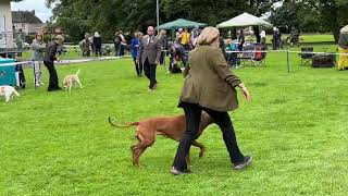 Hound Association of Scotland Limited Show 2024  Best in Show Shortlist [upl. by Higginson375]