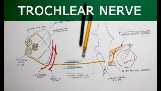 Trochlear Nerve  Anatomy Tutorial [upl. by Behnken]