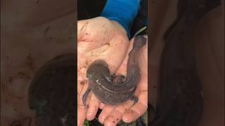 I Found Axolotls in an Abandoned Pond axolotl fish fishing pet animals bassfishingproductions [upl. by Athalla]