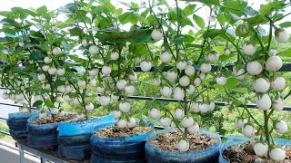 Growing Eggplant at home with seeds for many fruits high yield [upl. by Curt]