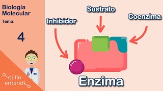 ¿Qué son y cómo funcionan las enzimas [upl. by Nrek722]