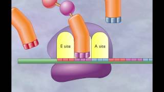 Chapter 4 Translation Elongation and termination [upl. by Alleciram228]