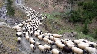 Yayla yolları Ağasar yöresi Trabzon [upl. by Damicke]