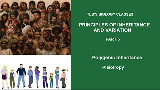 Principles of Inheritance and VariationPart 5Polygenic InheritancePleiotropyClass 12 Zoology [upl. by Snah505]