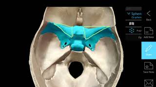 Anatomy of the Sphenoid Bone [upl. by Eirrol488]