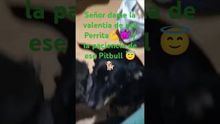 Señor dame la valentía de esa perrita y la paciencia de ese Pitbull [upl. by Carce871]