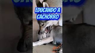 🐺Educando a cachorro con autoridad💪 adiestramientocanino shorts dalecan [upl. by Terrab]