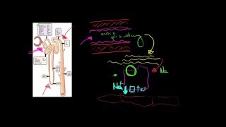 Wtórny transport aktywny w nefronach [upl. by Legna310]