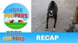 Hope For Paws  Recap rescue [upl. by Nylirahs]