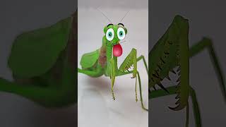 Praying Mantis vs Cricket Epic Insect Showdown mantis funny insects [upl. by Mayor]