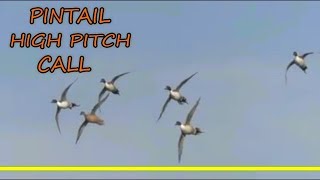 Pintail  Duck Call  High Pitch  Sound [upl. by Ennyroc478]