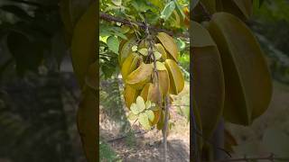 Buscando nuevos agronegocios la Carambola [upl. by Vatsug]