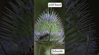 wild teaselDipsacus fullonumhoneysuckle familyCaprifoliaceae [upl. by Eelyram]