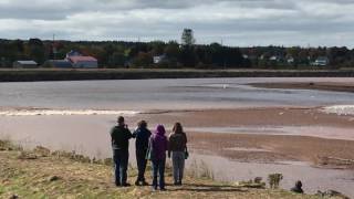 Tidal Bore at Truro Nova Scotia 15 Oct 2016 [upl. by Nnairrehs607]