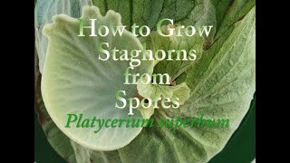 How to Grow Staghorn Ferns from Spores Platycerium superbum [upl. by Lala]