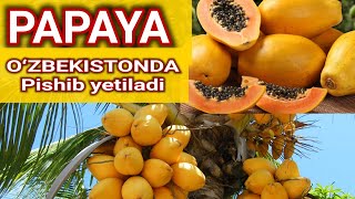 Eng qimmat mevalardan biri PAPAYA yetishtirish va urugʻidan novdasidan koʻpaytirish yoʻllari [upl. by Derick]