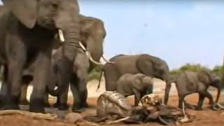 Elephants Mourn Their Dead  BBC Studios [upl. by Joliet378]