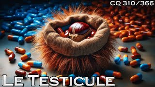 Anatomie du Testicule  CQ310 [upl. by Orvie]