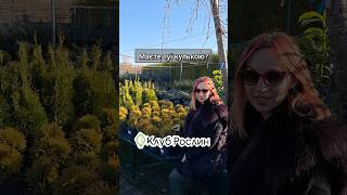 Туя кулька  Мірьям shorts garden autumn november plants landscape landscapeing [upl. by Isnan87]