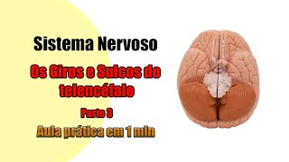 TelencÃ©falo Giros e Sulcos  Parte 3 4K  Neuroanatomia  Anatomia [upl. by Tingley]