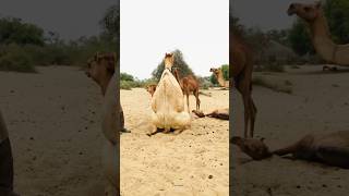 Crazy Desert Camels Enjoy Their Life [upl. by Chance]