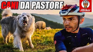 CANI DA PASTORE  Come comportarsi [upl. by Khan]