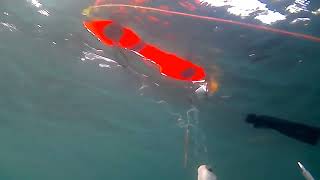 Spearfishing in Black Sea  fish around and alive [upl. by Seabrook]