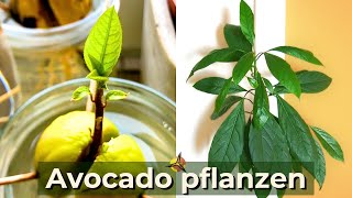 Avocado pflanzen Avocadobaum selber ziehen [upl. by Chimene360]