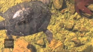 RedEared Slider Swimming In Pond At NHM Wildlife Gardens [upl. by Iams]