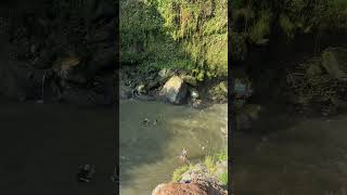 Waterfallz waterfall water fall vacation fun sun  Bali [upl. by Sivet]