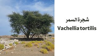 شجرة السمر Vachellia tortilis [upl. by Jorge]