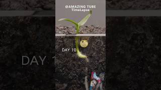 Growing Red Bell Pepper Plant  Time Lapseviralvideo cutebaby cute [upl. by Nirrol]