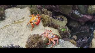 A wonder to see crabs in their natural world [upl. by Julis952]